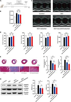 Sacubitril Ameliorates Cardiac Fibrosis Through Inhibiting TRPM7 Channel